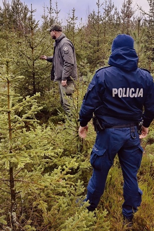 Mundurowi sprawdzają czy na terenie leśnym doszło do kradzieży drzewek